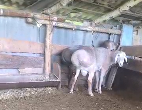 Ананьеводо линиясы бар кочкорлор сатылат