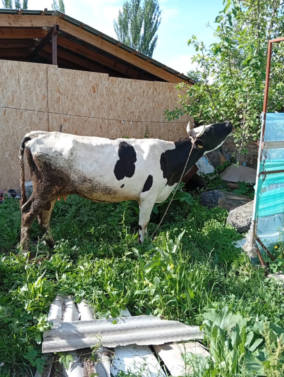 Пародасы бар уй сатылат